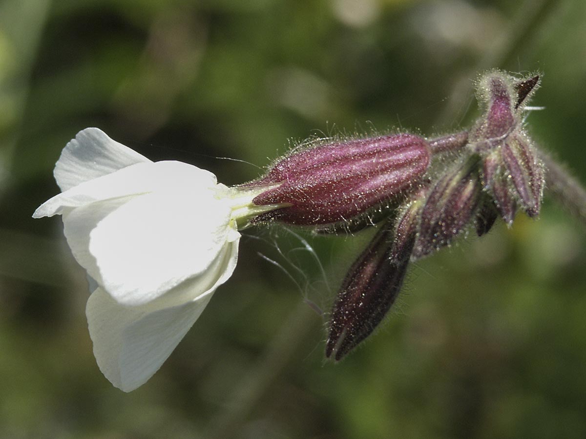 männliche Blüte, Kelch